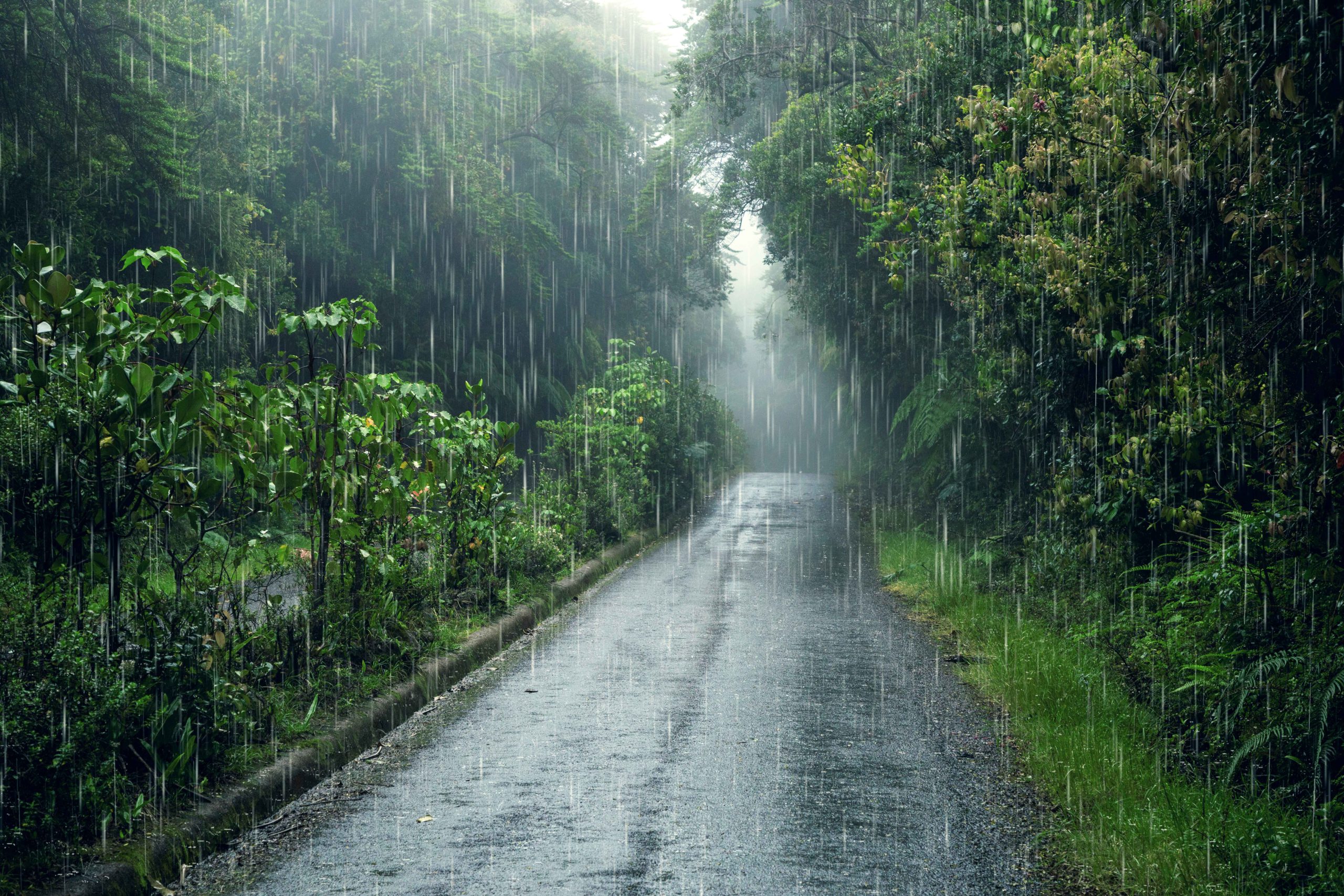 Read more about the article Mengenal Lebih Dalam Petrichor – Aroma Setelah Hujan